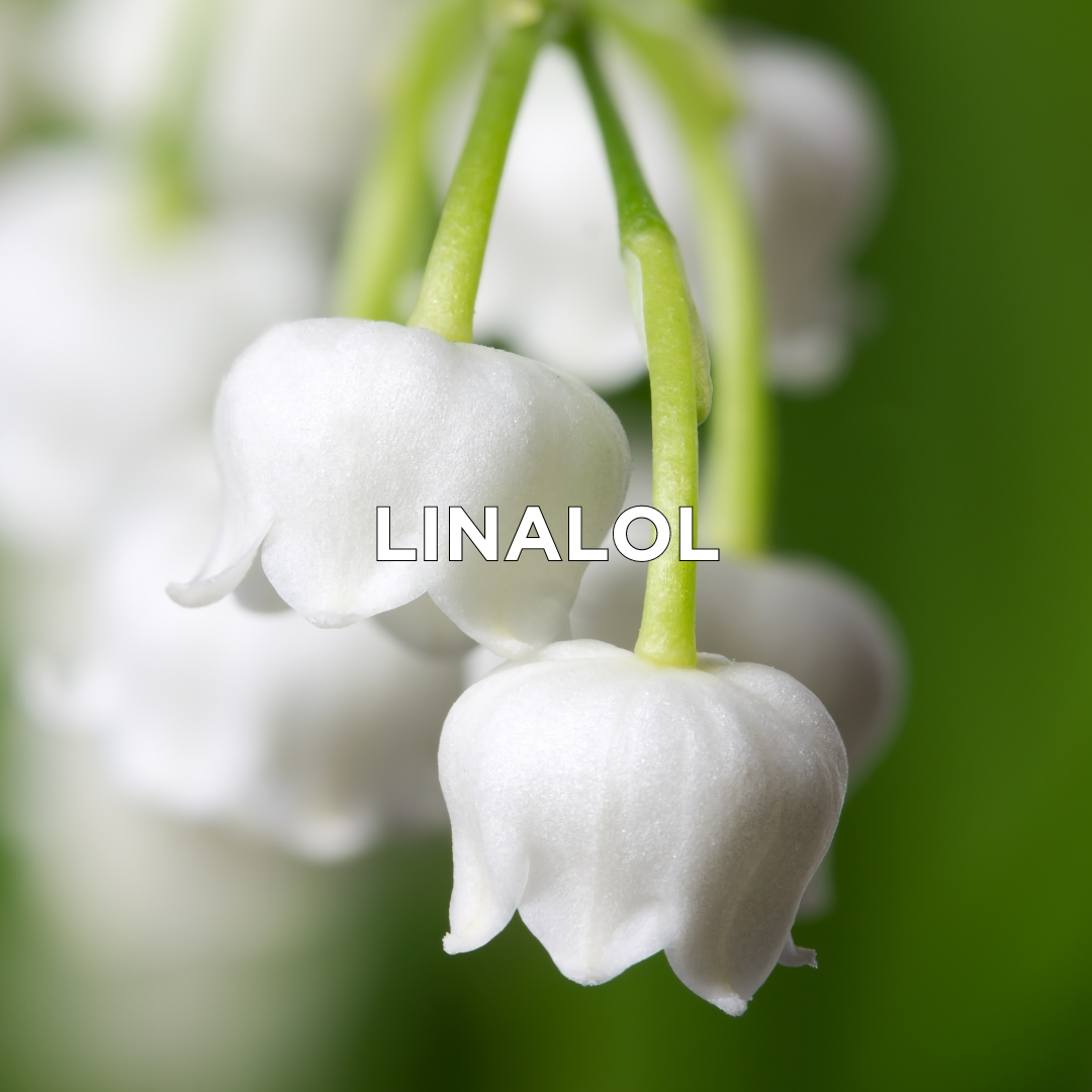 Linalol v kosmetice na tetování | Loveink