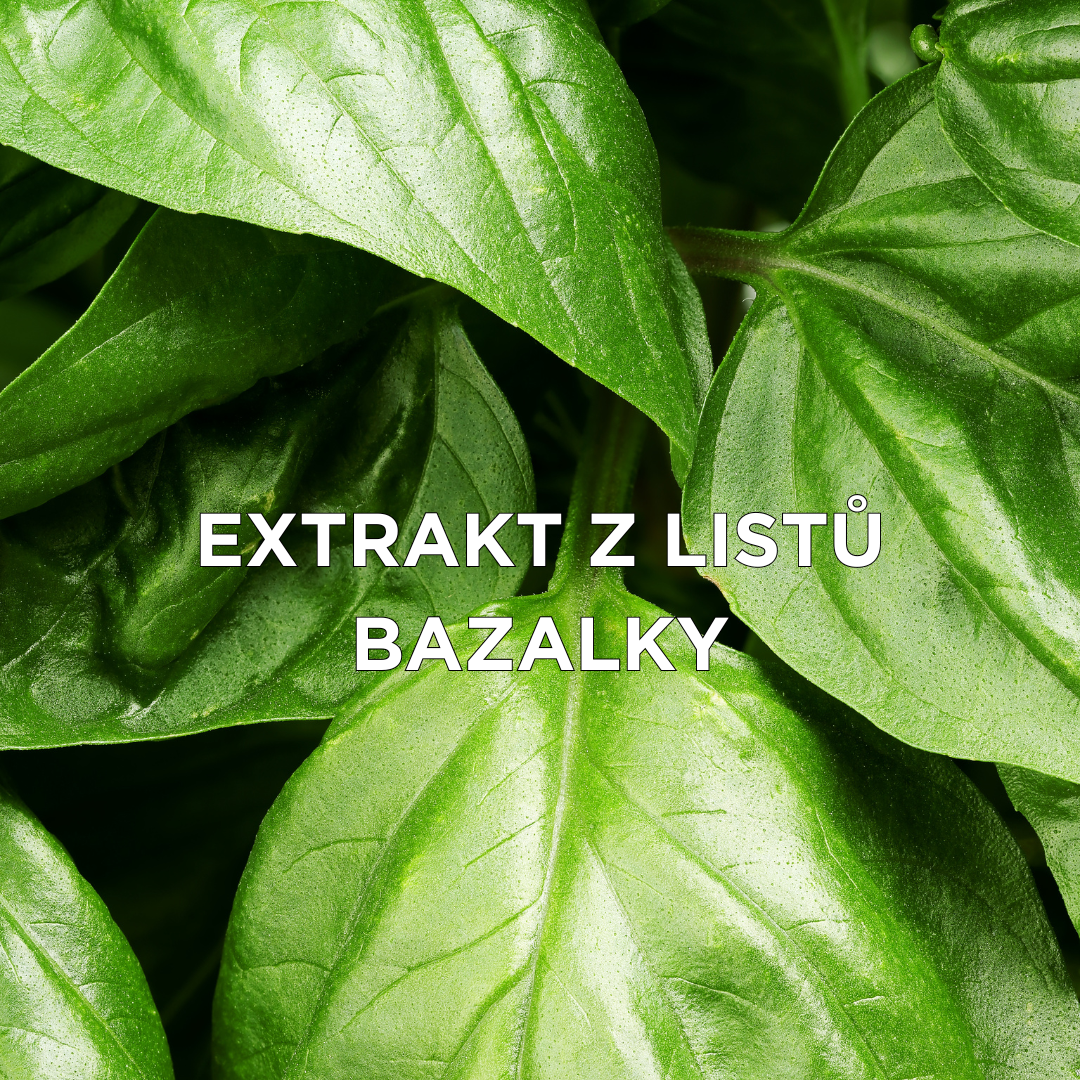 Extrakt z listů bazalky