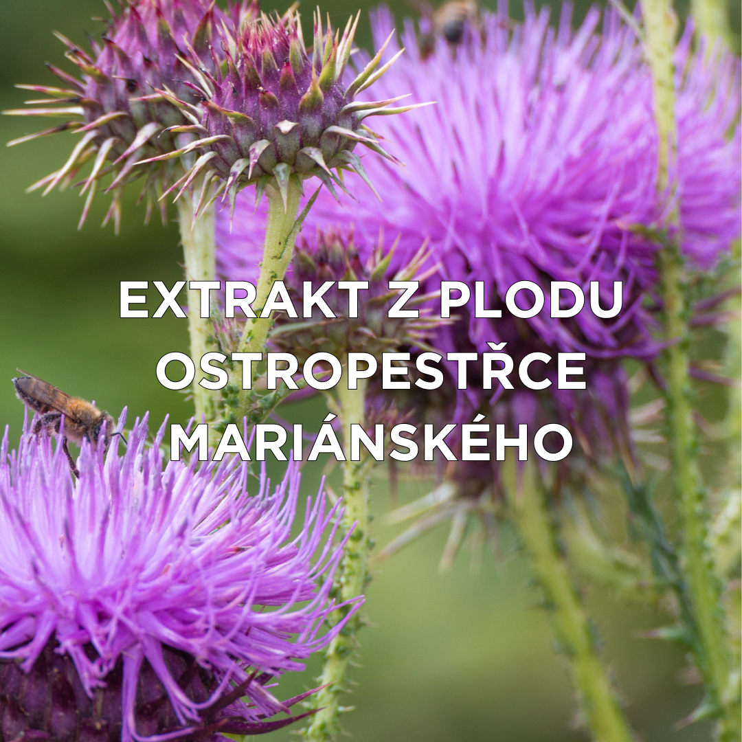 Extrakt z plodu ostropestřce mariánského