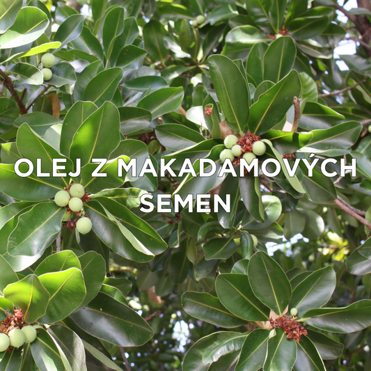 Macadamia integrifolia seed oil